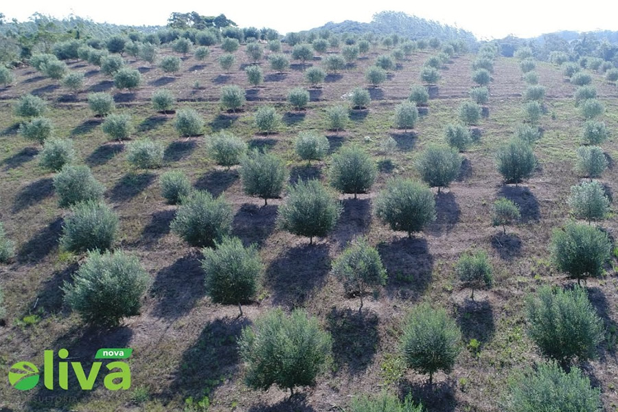 Sítio Vai e Vem - La bellezza della campagna