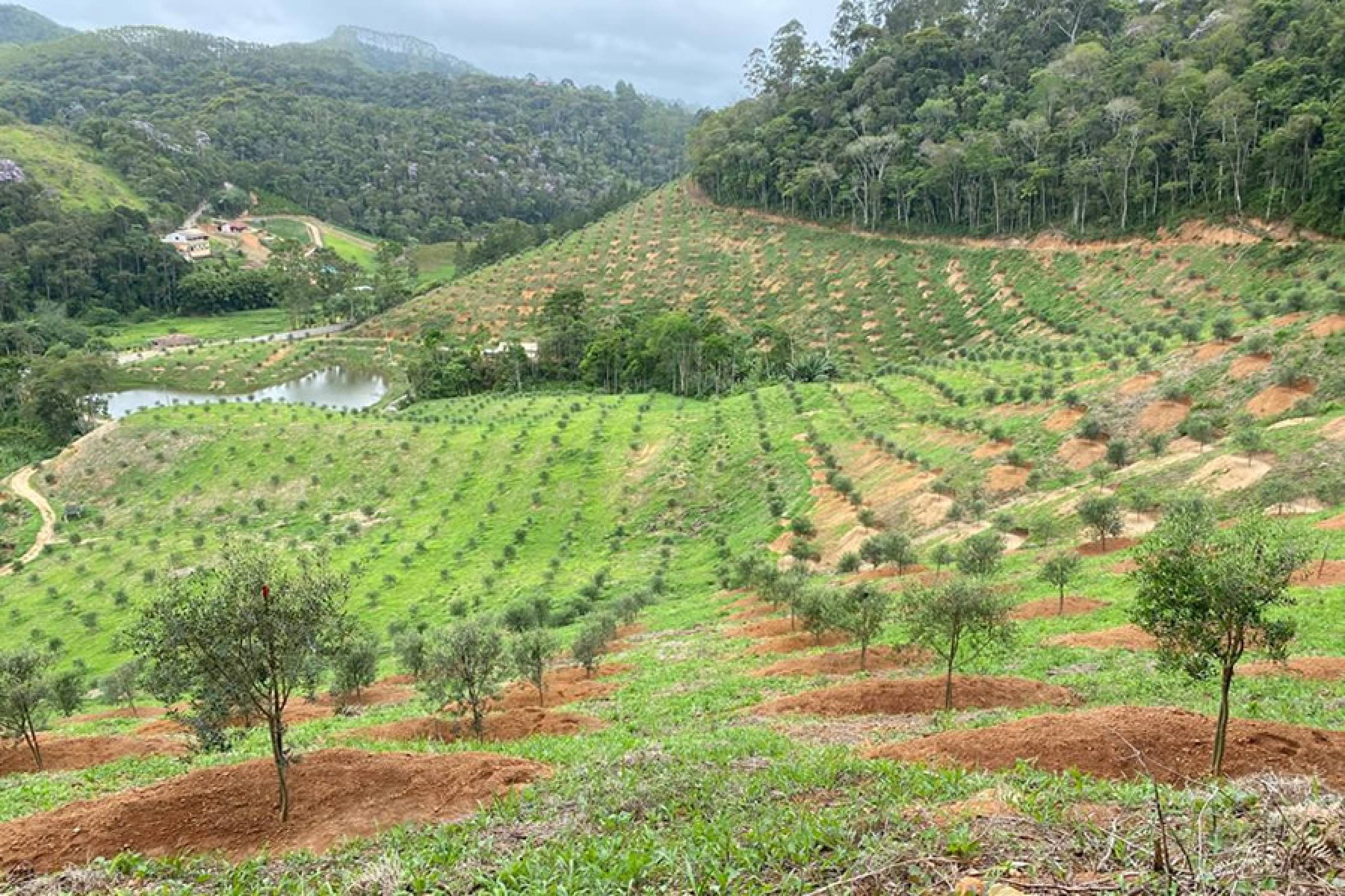 A agricultura de precisão na formação do olival